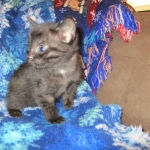 Egyptian Mau smoke female DOB 9-10-16