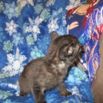 Egyptian Mau smoke female DOB 9-10-16