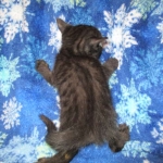 Egyptian Mau smoke female DOB 9-10-16