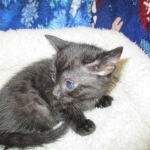 Egyptian Mau smoke female DOB 9-10-16