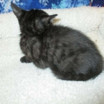 Egyptian Mau smoke female DOB 9-10-16