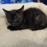 Egyptian Mau smoke female DOB 9-10-16