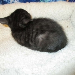 Egyptian Mau smoke female DOB 9-10-16