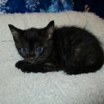 Egyptian Mau smoke female DOB 9-10-16