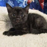 Egyptian Mau smoke female DOB 9-10-16