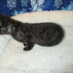 Egyptian Mau smoke female DOB 9-10-16