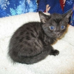 Egyptian Mau smoke female DOB 9-10-16