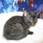 Egyptian Mau smoke female DOB 9-10-16