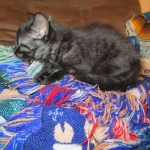 Egyptian Mau smoke female DOB 9-10-16