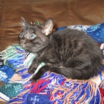 Egyptian Mau smoke female DOB 9-10-16