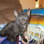 Egyptian Mau smoke female DOB 9-10-16