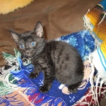 Egyptian Mau smoke female DOB 9-10-16