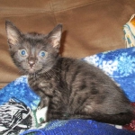 Egyptian Mau smoke female DOB 9-10-16