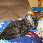 Egyptian Mau smoke female DOB 9-10-16