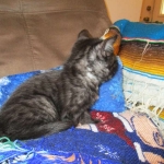 Amunet Egyptian Mau smoke female DOB 9-10-16