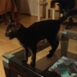 Amunet Egyptian Mau smoke female DOB 9-10-16