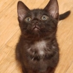 Amunet Egyptian Mau smoke female DOB 9-10-16