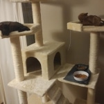 Amunet Egyptian Mau smoke female DOB 9-10-16