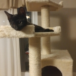 Amunet Egyptian Mau smoke female DOB 9-10-16