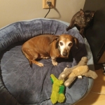 Amunet Egyptian Mau smoke female DOB 9-10-16