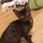 Amunet Egyptian Mau smoke female DOB 9-10-16