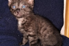 Samara Egyptian Mau Smoke female DOB 2-14-19