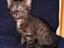 Samara Egyptian Mau Smoke female DOB 2-14-19