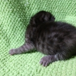 Mau, Smoke, Female DOB 2-14-19