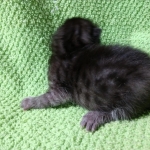 Mau, Smoke, Female DOB 2-14-19