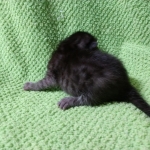 Mau, Smoke, Female DOB 2-14-19