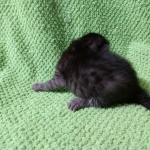 Mau, Smoke, Female DOB 2-14-19