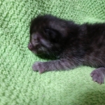 Mau, Smoke, Female DOB 2-14-19