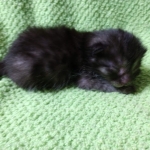 Mau, Smoke, Female DOB 2-14-19