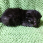 Mau, Smoke, Female DOB 2-14-19