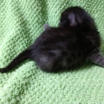 Mau, Smoke, Female DOB 2-14-19