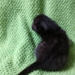 Mau, Smoke, Female DOB 2-14-19