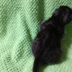 Mau, Smoke, Female DOB 2-14-19