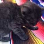 Samara, Mau, Smoke, Female DOB 2-14-19