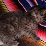 Samara, Mau, Smoke, Female DOB 2-14-2019