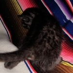 Samara, Mau, Smoke, Female DOB 2-14-19