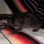 Samara, Mau, Smoke, Female DOB 2-14-19