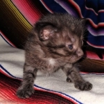 Samara, Mau, Smoke, Female DOB 2-14-19