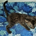 Samara, Mau, Smoke, Female DOB 2-14-2019