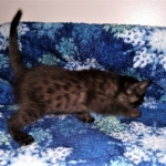 Samara, Mau, Smoke, Female DOB 2-14-2019