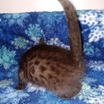 Samara, Mau, Smoke, Female DOB 2-14-2019