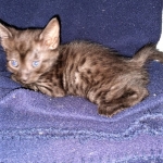 Samara, Mau, Smoke, Female DOB 2-14-2019