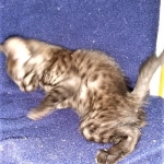 Samara, Mau, Smoke, Female DOB 2-14-2019