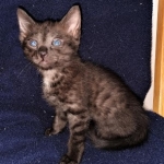 Samara, Mau, Smoke, Female DOB 2-14-2019