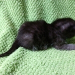 Mau, Smoke, Female DOB 2-14-19