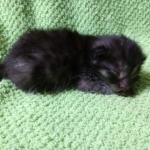 Mau, Smoke, Female DOB 2-14-19